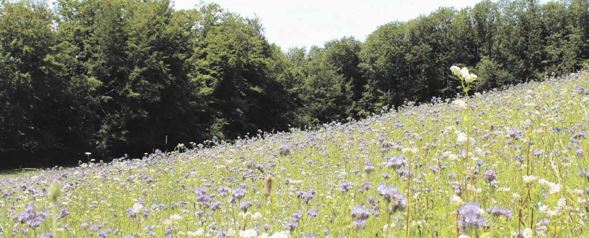 Hintermann & Weber – Forschungspreis für Naturschutz- und Landschaftsschutz